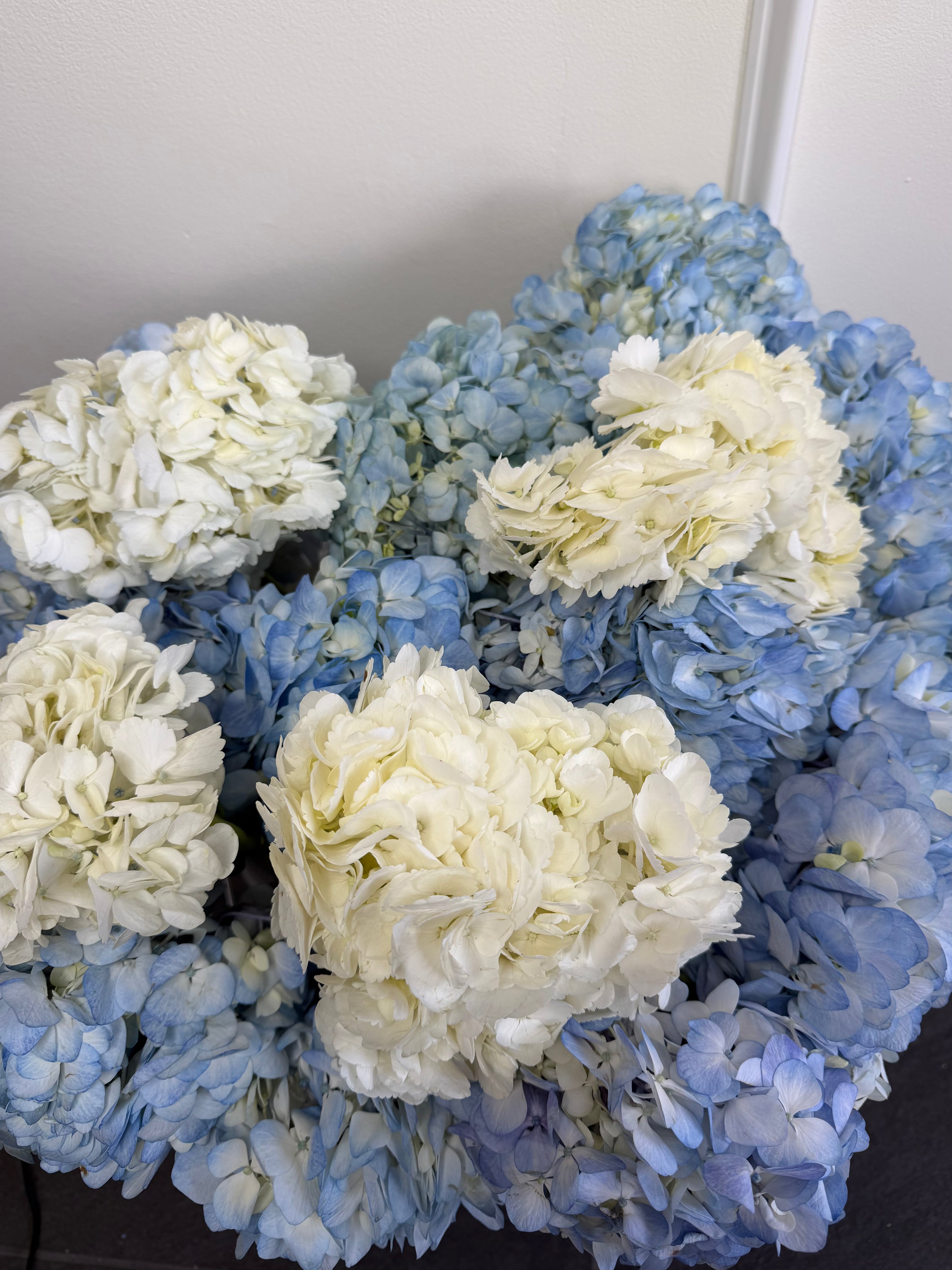 Cloud of Hydrangea